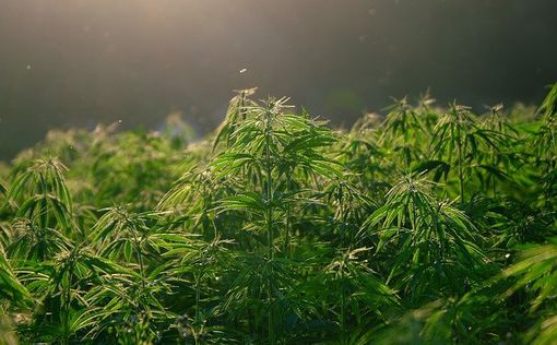 в калифорнии могут легализовать марихуану