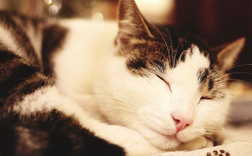 Видео с котами благотворно влияют на самочувствие