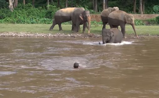Слоненок спас своего тонувшего друга-человека
