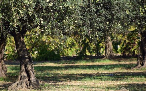 Правозащитники: 45 оливковых деревьев выкорчевано возле Шхема