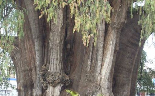 В Мексике растет самое толстое дерево в мире