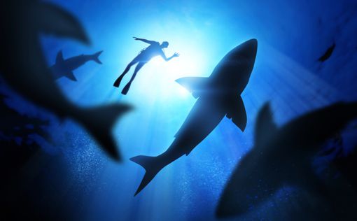 2015 год стал рекордным по числу нападений акул на людей