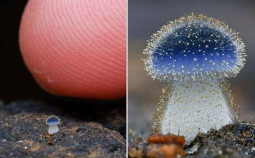 В Тайване обнаружен новый вид синих грибов