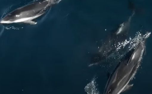 Горбатые дельфины приплыли в Эйлат