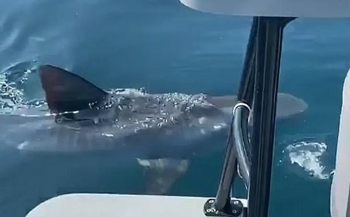 На лодку австралийца напала крупная акула-людоед