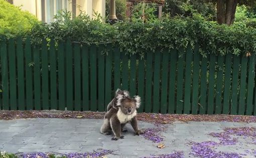 Променад раздосадованной мамы-коалы по улице - хит YouTube