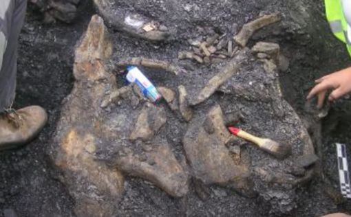 В Арктике обнаружили окаменелые останки динозавров