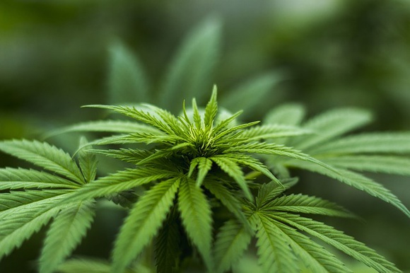 Закон марихуане россии выращивание конопли на открытой местности