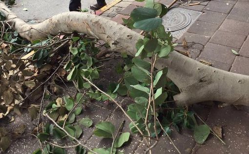 Буря в Израиле: падают деревья и выпадают окна