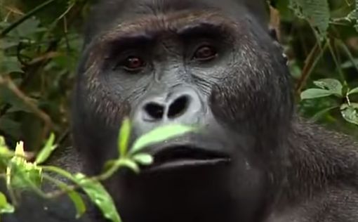 Детеныш редкой гориллы появился на свет в зоопарке Москвы