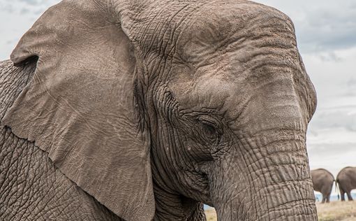 В индийском храме живого слона заменили на механического – видео