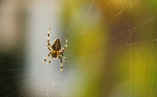 Назван самый гигантский паук в мире