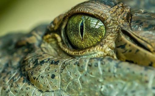 В Ялте после наводнения из крокодиляриума сбежало 70 рептилий