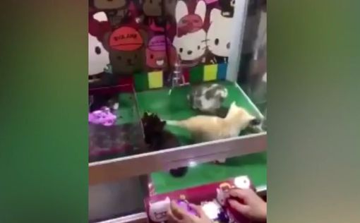 В Китае установили игровые автоматы с живыми котятами. Видео