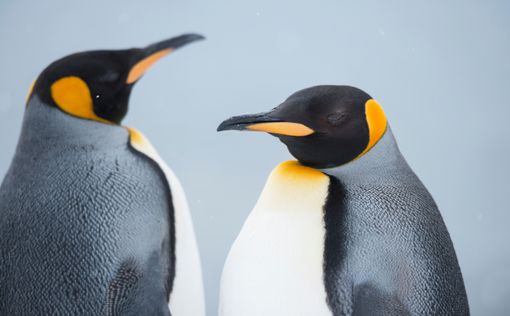 Пингвинов-гомосексуалистов выгнали из Берлина