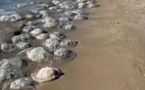 В Израиле нашествие гигантских медуз: видео