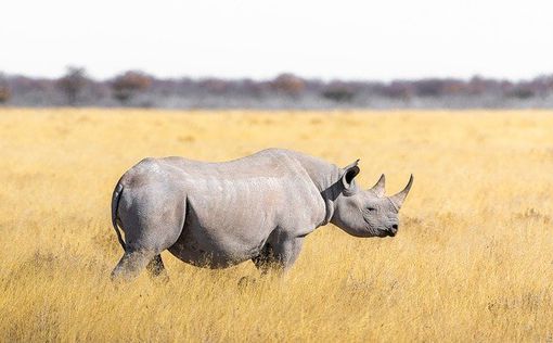 В мире остались два последних северных белых носорога