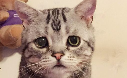 Кошка-"Несмеяна" - новая Instagram-знаменитость