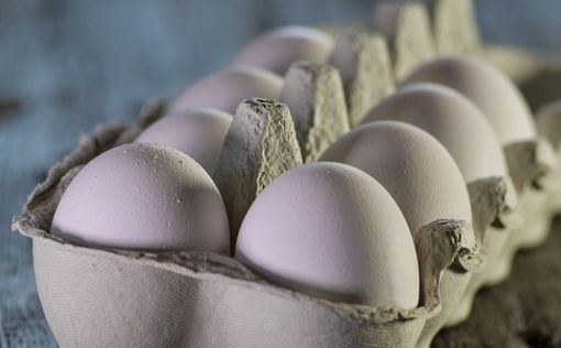 В Израиле убьют 600 тысяч кур, ожидается дефицит яиц