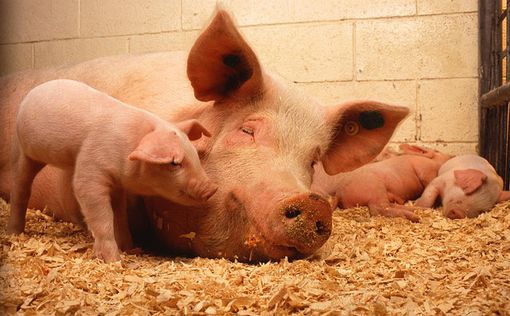 В США разрешили выращивать генно-модифицированных свиней