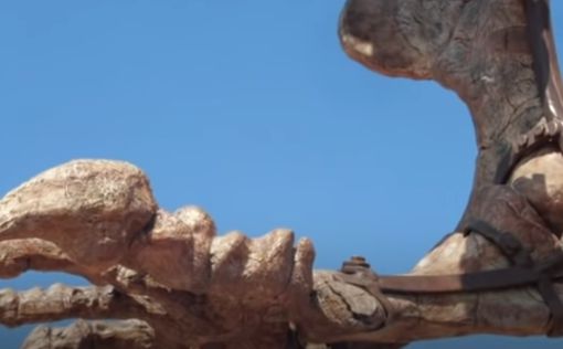Найдены древние скелеты динозавров