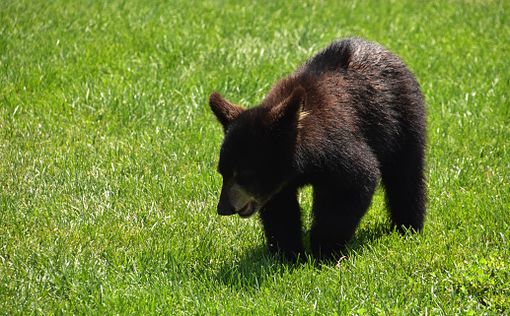 В США медведь пробрался в жилой район, чтобы искупаться в джакузи