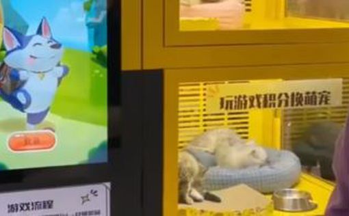 Китай продает кошек и собак в автоматах