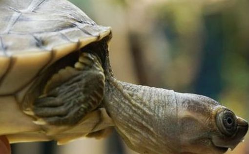 Улыбающаяся черепаха спасена