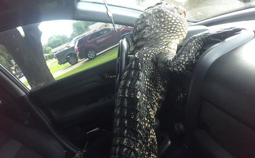 Сбегая от зоозащитницы, крокодил пытался "угнать" машину