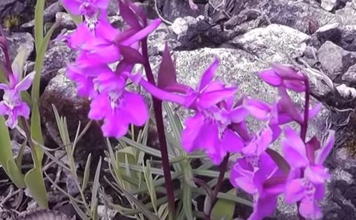 В Китае открыли 31 новый вид диких орхидей