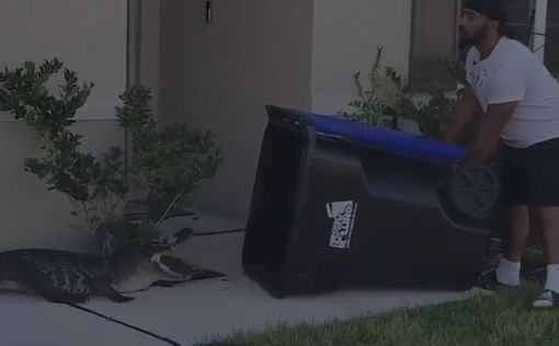 Видео: смелый американец поймал аллигатора в мусорный бак