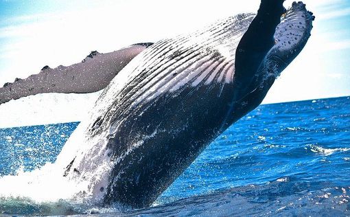 В Калифорнийском заливе пассажиры яхты пострадали после встречи с китом