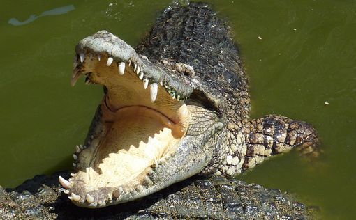 ЧП с крокодилом в Араве: подробности о состоянии ребенка