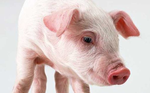 В Китае обнаружили новый свиной грипп