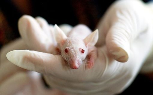 Ученые соединили кровь молодых и старых мышей в поисках способов омоложения