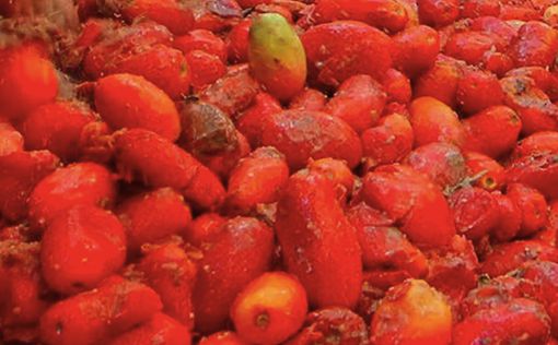 "Томатное ДТП": тонны рассыпанных помидоров спровоцировали массовую аварию