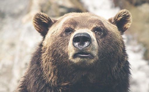 В США медведь пытался "угнать" автомобиль