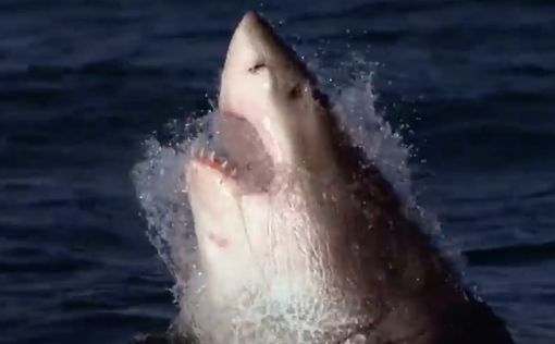 В Новой Зеландии впервые за семь лет акула убила человека