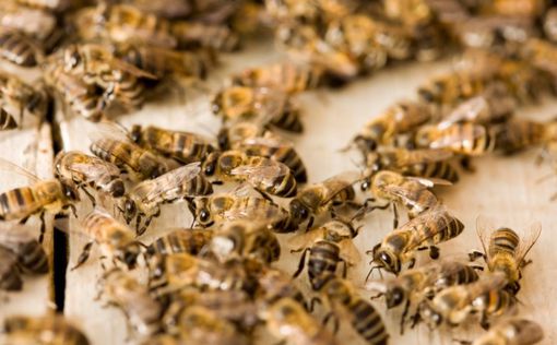 Тысячи пчел "оккупировали" магистраль в США