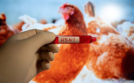 В Бразилии подтвержден первый в истории случай птичьего гриппа у диких птиц