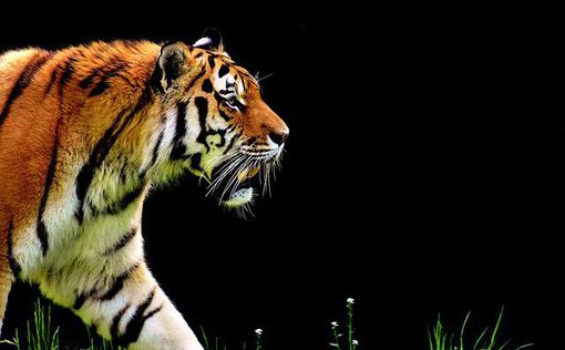 В США 14-летний амурский тигр умер от коронавируса
