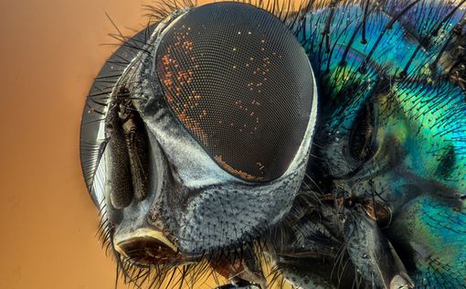 Ученые: мертвые мухи оказались полезны