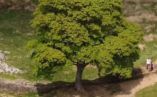 Дело о срубе "дерева Робин Гуда": полиция снова в тупике