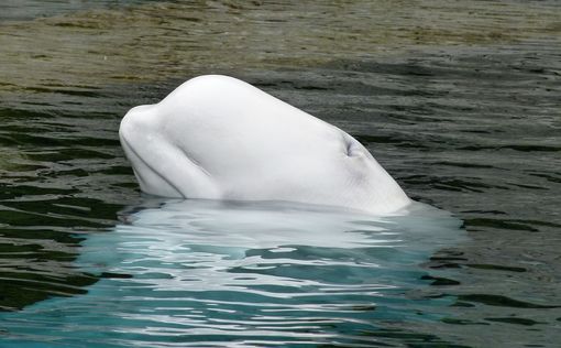 Норвегия предупреждает любителей пляжного отдыха о российском ките-шпионе
