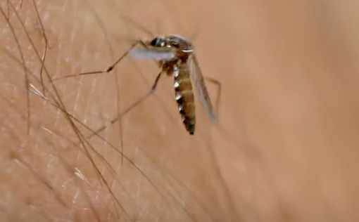 750 миллионов модифицированных комаров выпустят в США