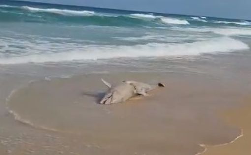 На побережье Средиземного моря найден мертвый дельфин