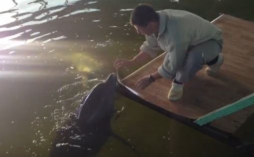 В России спасли дельфинов, которых держали в силосной яме