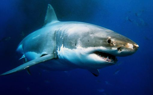 У побережья Бейрута выловили 12 акул