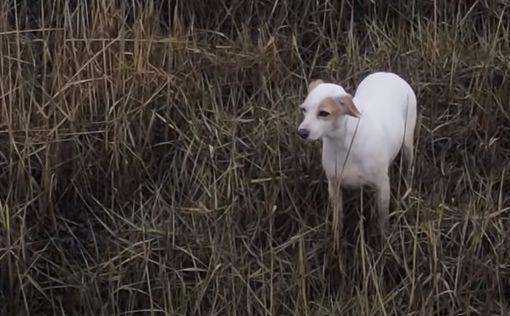 Собачку спасли из болота с помощью дрона с сосиской