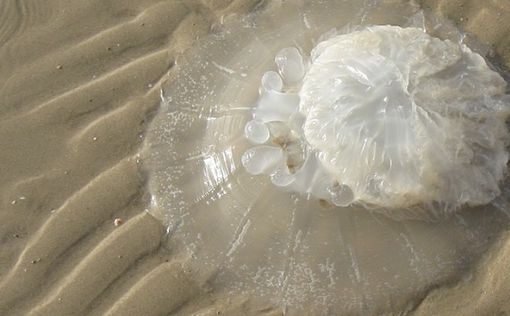 К израильским берегам приближаются медузы